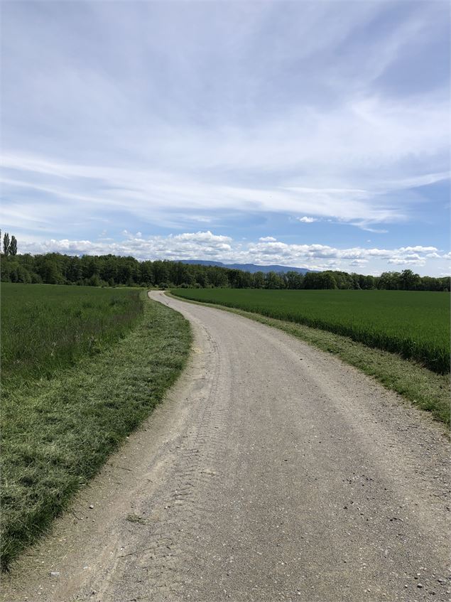 Entre les champs, paisible avec avec un jolie paysage - Jules Guerle