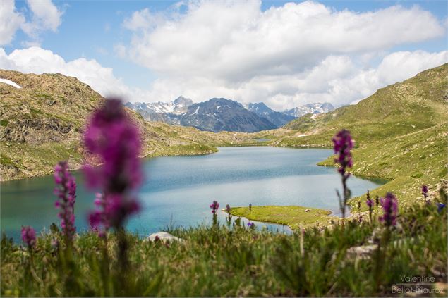 Lac Bramant avec fleurs roses - © OT Saint Sorlin d'Arves - V Bellot-Mauroz