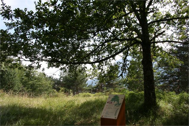 Sentier en forêt - Office de tourisme Les Carroz