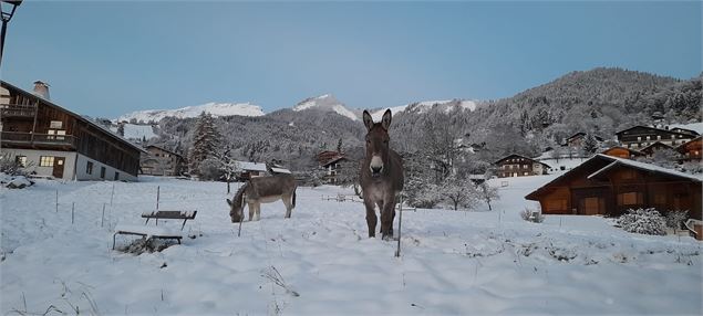 Anes à proximité du chemin de la boucle de la Plagne - Jean-Marc Barey